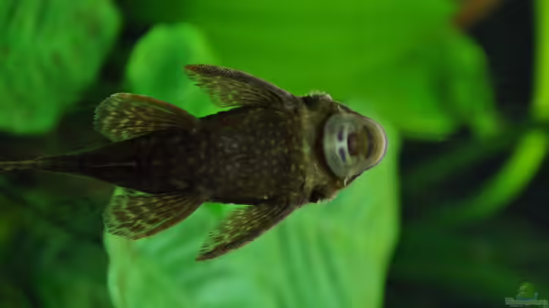 Antennenwels  von Andy90 (30)