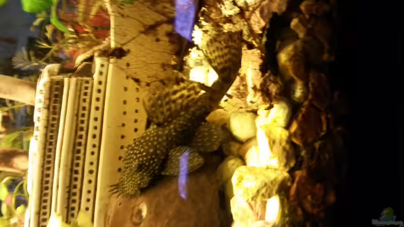 Antennenwels  von Ceylon (81)