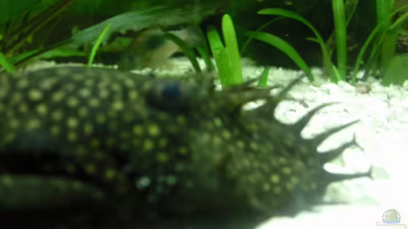 Antennenwels 11 Jahre alt , leider verstorben