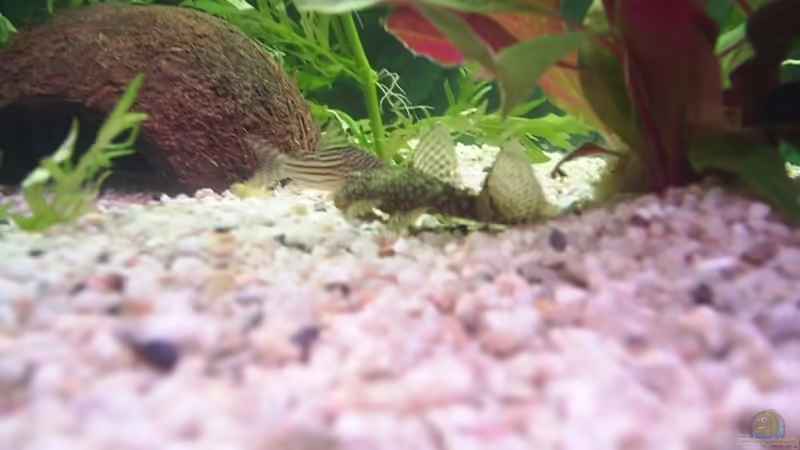 Antennenwels 2 von Sauerlandmicha (31)