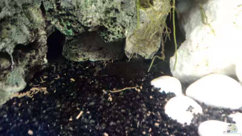 Antennenwels 20011 von Malawiwelt (24)