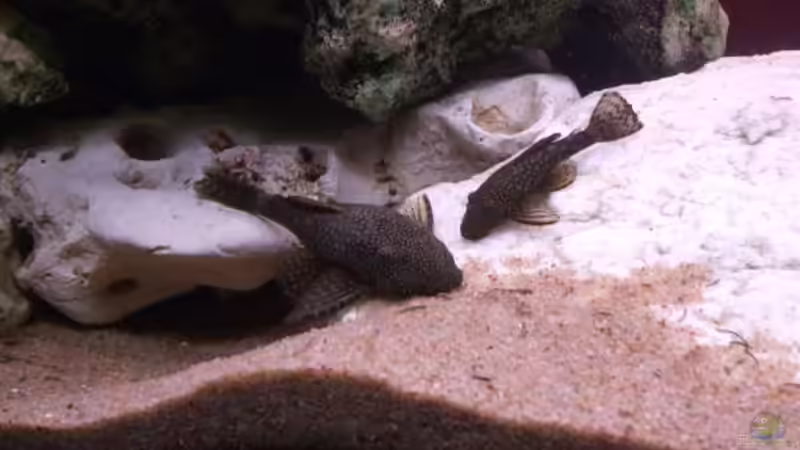 Antennenwels 2011 von Malawiwelt (21)