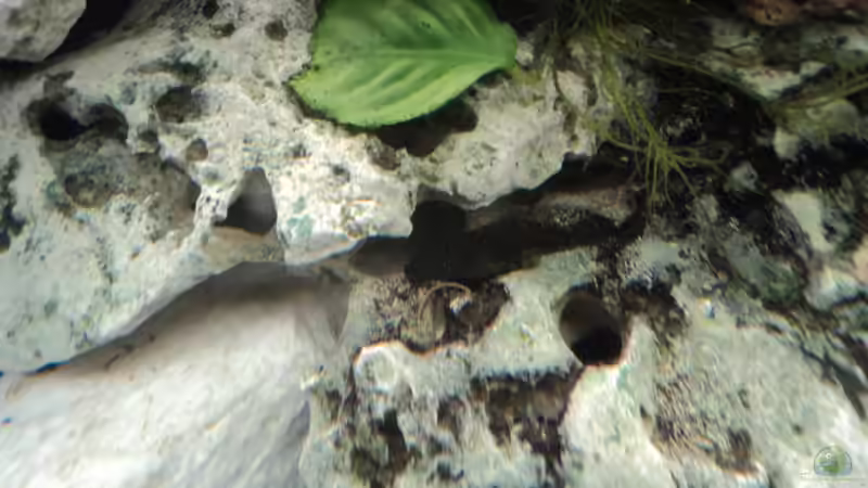 Antennenwels 2011 von Malawiwelt (23)