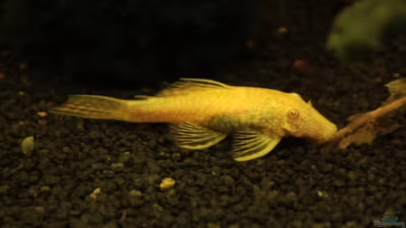 Antennenwels Albino von Marcus Blum (9)