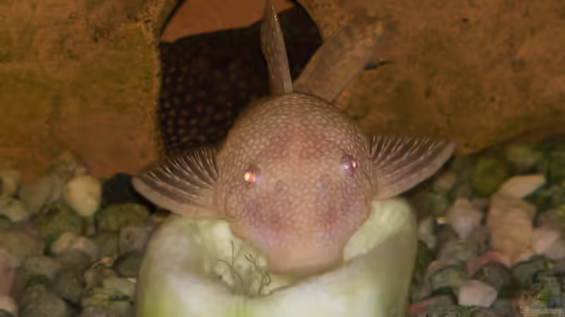 antennenwels albino weibchen auf einer gurke von Mathias Carstens (3)