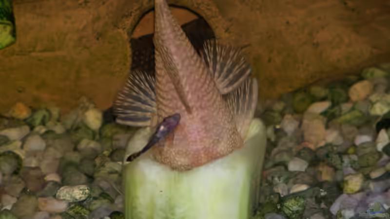 antennenwels albino weibchen in der gurke von Mathias Carstens (4)