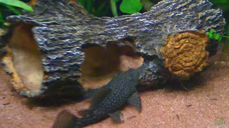 Antennenwels am Baumstamm & Panzerwelse  von JBuehrke (7)