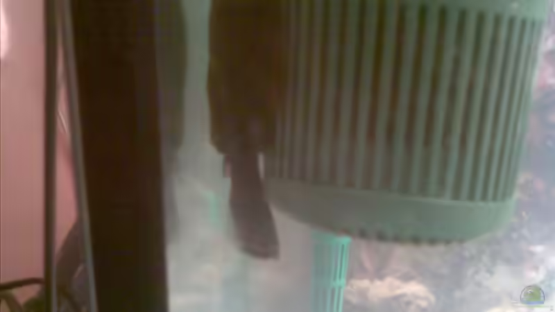 Aquarien mit Innenfilter