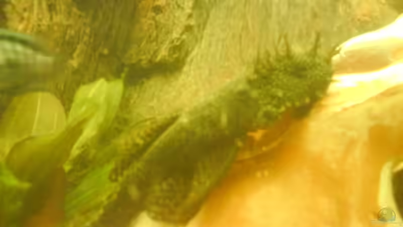 Antennenwels (Amerika, Amazonaszuflüsse)_4x von Stgt.WEST (25)