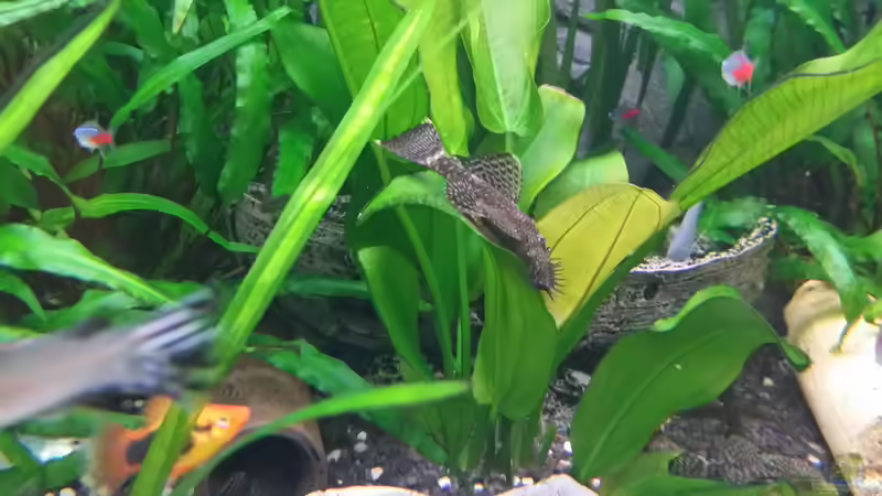 Antennenwels an einer Amazonas von Steffen und Felix (29)