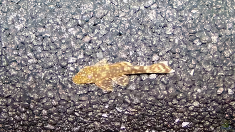 Antennenwels (Ancistrus dolichopterus) von KoRnViper (25)