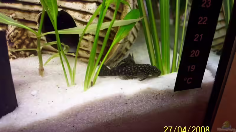 Antennenwels Ancistrus von Ingo Dahl (17)