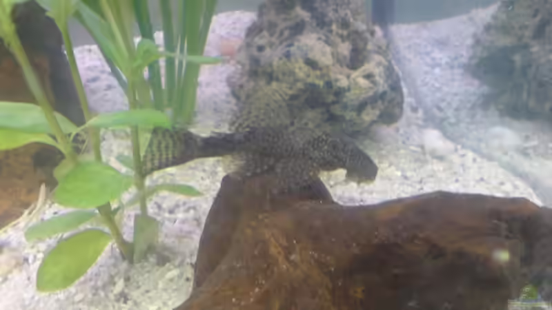 Antennenwels auf der Wurzel von bjoern (5)