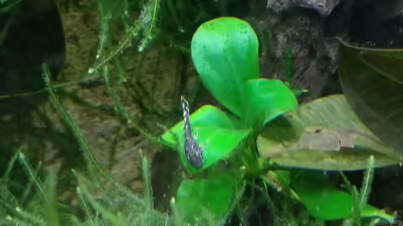 Antennenwels-Baby von Lily (46)