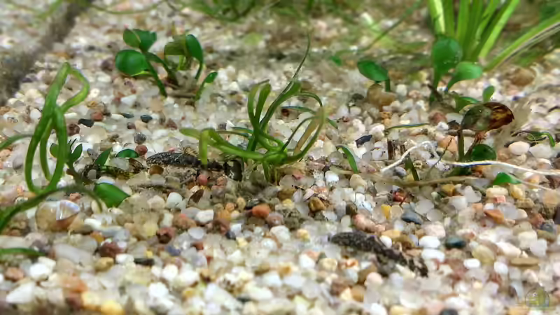 Antennenwels-Babys von Lily (44)