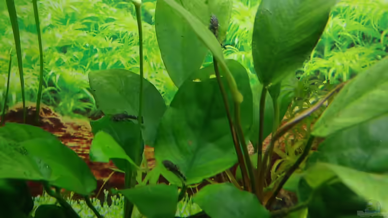 Antennenwels-Babys von Lily (45)