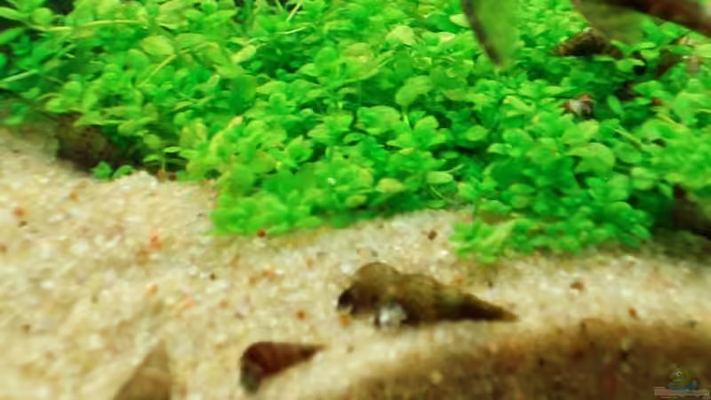 Antennenwels bei seiner Lieblingsbeschäftigung und TDS von Meike J. (15)