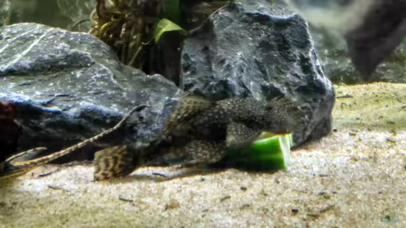 Antennenwels beim Gurkenfestmahl.  von AdrianSoS (60)