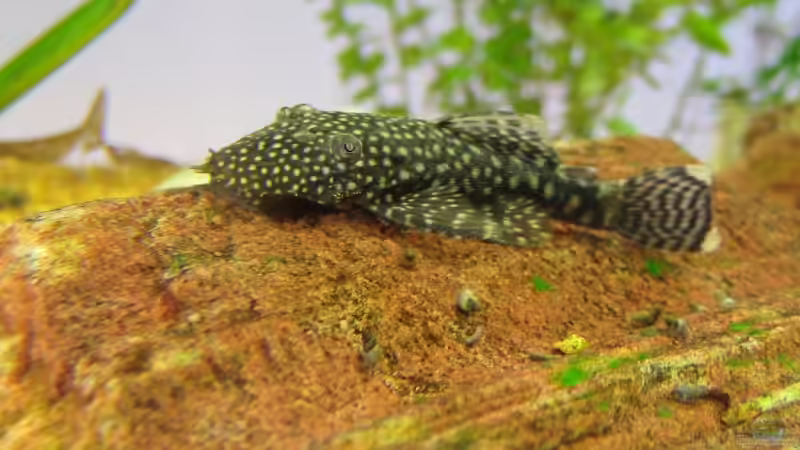 Antennenwels beim Mittagsschlaf von StefanR (4)