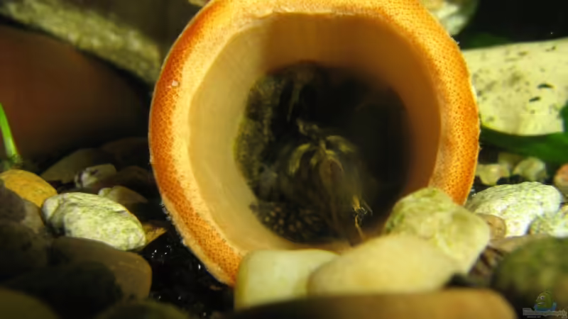 Antennenwels Bock mit Jungen in Bambusröhre von TNTLogge (25)