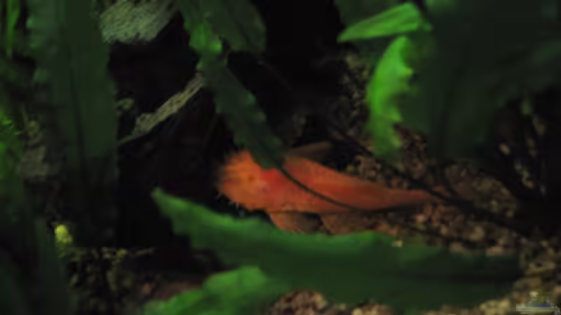 Antennenwels gold m von Jens Holzner (10)