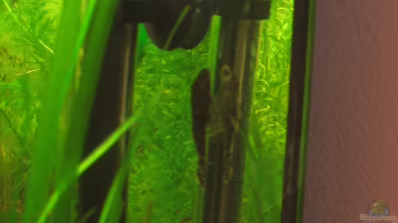 Antennenwels hinter dem Heizstab von BORG Mistelbach (6)