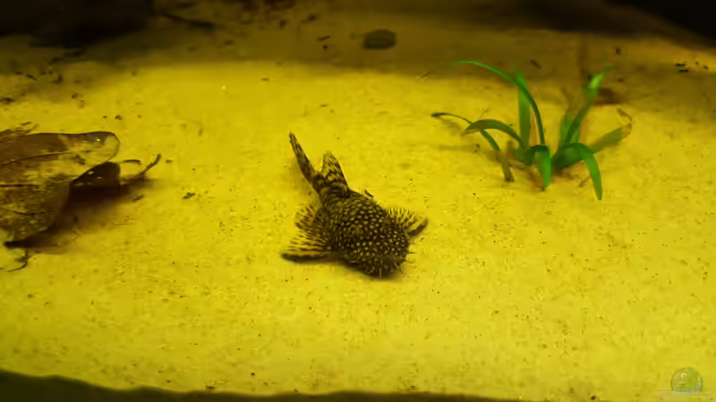 Antennenwels im Sand von Johannes L. (48)