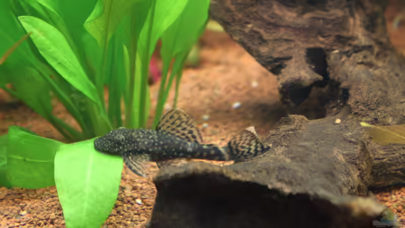 Antennenwels in Pose von urml87 (32)