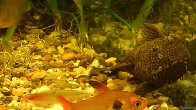 Antennenwels M und Roter Phantomsalmler von Wasserwelt (28)