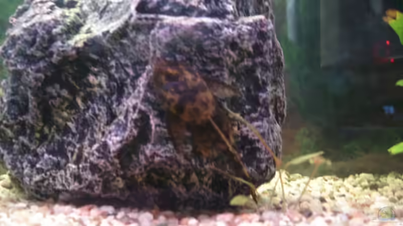 Antennenwels m von David Hübner (7)