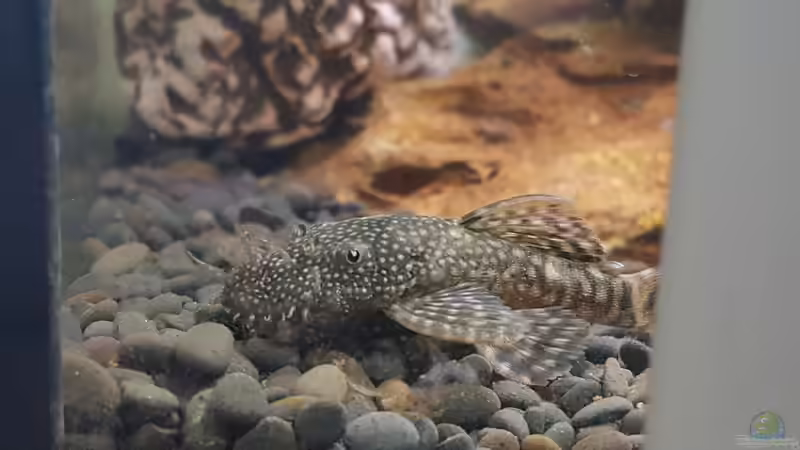 Antennenwels (m) von Nordlicht Ka (5)