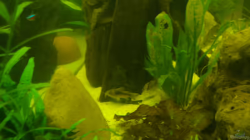 antennenwels mänchen metallpanzerwels und maroni von Manuel Pieper (17)