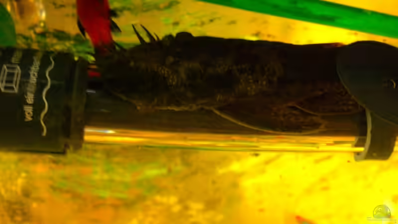 Antennenwels Männchen 12.10.2009 von Jürgen Brauchle (4)