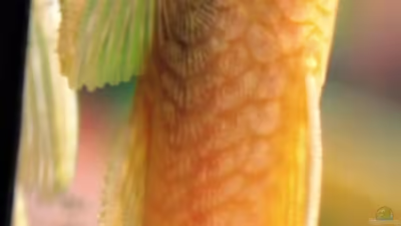 Antennenwels männchen (Albino) von StefanE. (29)