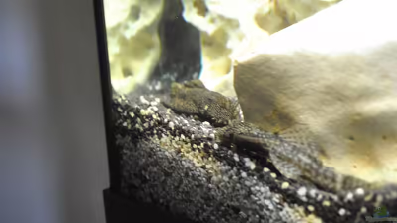 Antennenwels männchen und weibchen von Marco Rath (11)