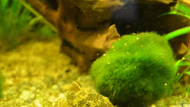 Antennenwels männchen von Jan Marc (5)