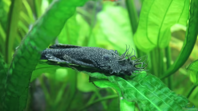 Antennenwels-Männchen von Springer (52)