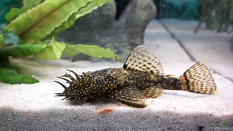 Antennenwels Männchen von Steph Anie (10)