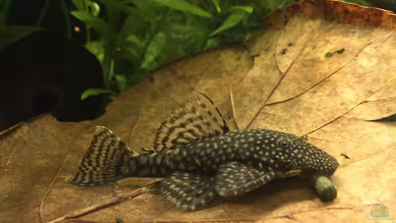 Antennenwels mit Brennesselstick von Yasmine (33)