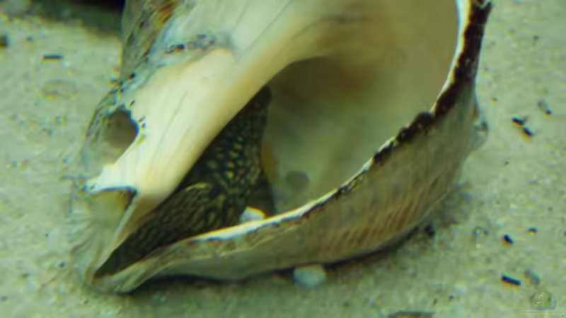 Antennenwels mit Eiern im Schneckenhaus von Pierre (24)