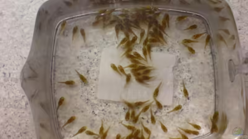 Antennenwels-Nachwuchs von Oliver Bäcker (12)