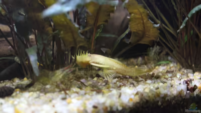 Antennenwels und Ringelhandgarnele im Zweikampf um eine Futtertablette von Ottche (142)