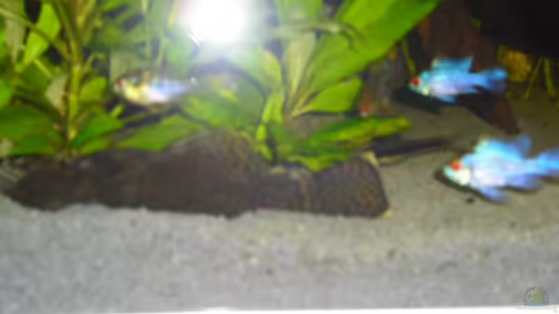 Antennenwels und Schmetterlingsbuntbarsche leider ein bisschen unscharf von Andy 86 (10)