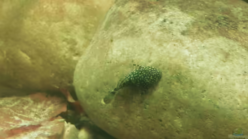 Antennenwels von - Stephen - (32)