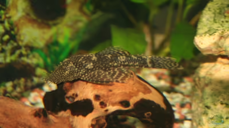 Antennenwels von Alexander Engel (26)