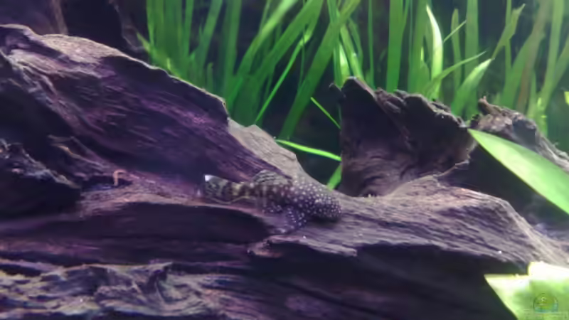 Antennenwels von AlexR6 (6)