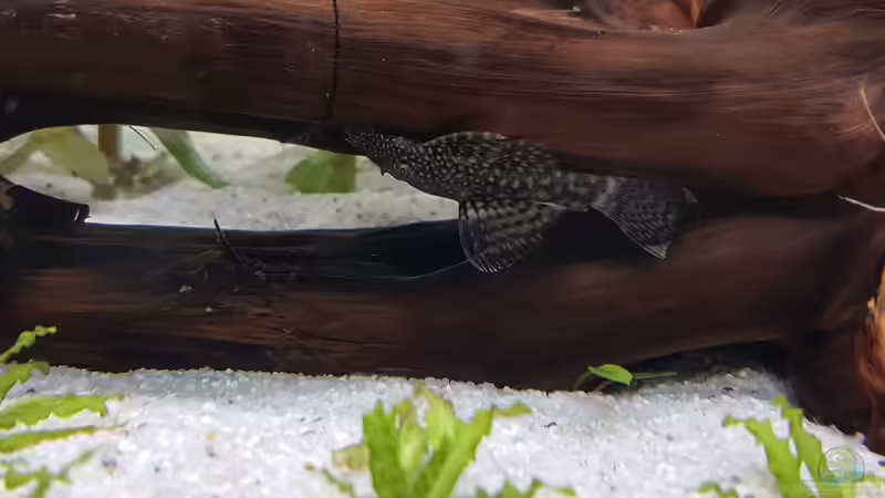 Antennenwels von André L. (6)