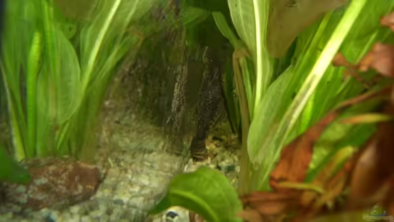 antennenwels von Andre Schumacher (33)