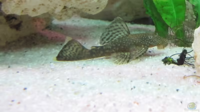 Antennenwels von Andreas Novak (33)