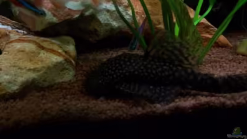 Antennenwels von Andreas Weiler (15)